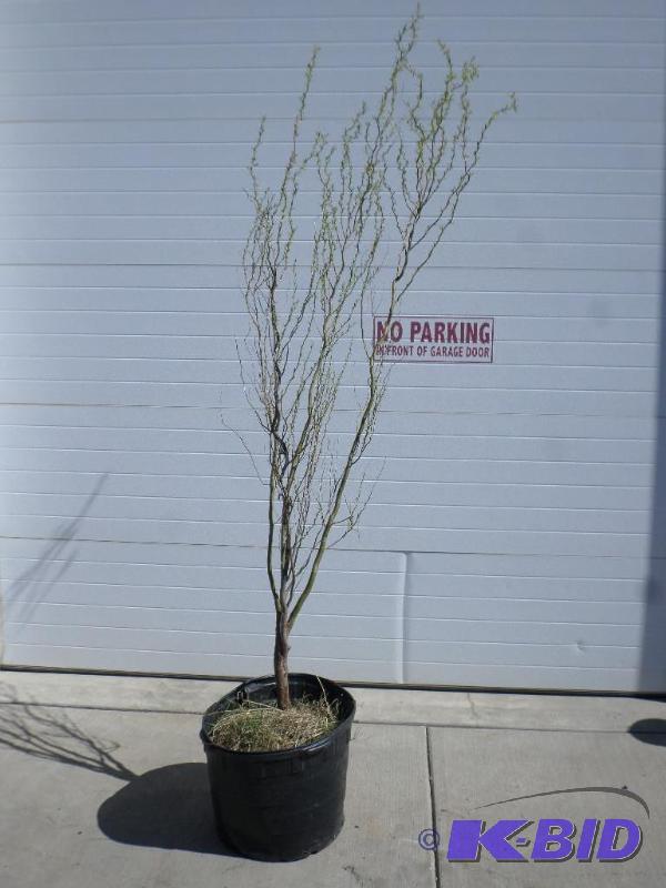 (1) 5-6ft Corkscrew Willow Tree, 10-Gallon Po...