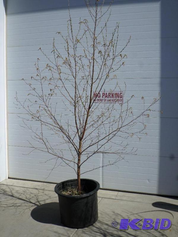 (1) 8ft Birch Tree, 20-Gallon Pot, Ready To P...