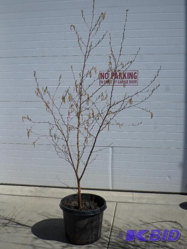 (1) 6ft Birch Tree, 10-Gallon Pot, Ready To P...