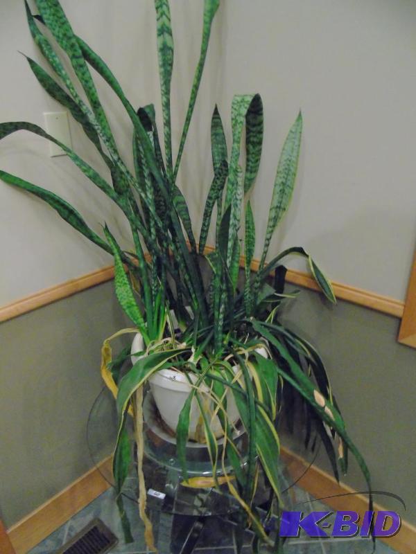 lot 63 image: Potted plant