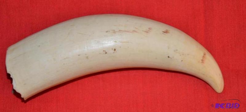 lot 209 image: Whale tooth 9"...