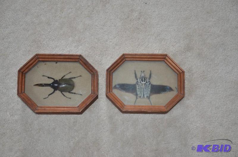 lot 74 image: Framed display insect, 6" x 8" by ...