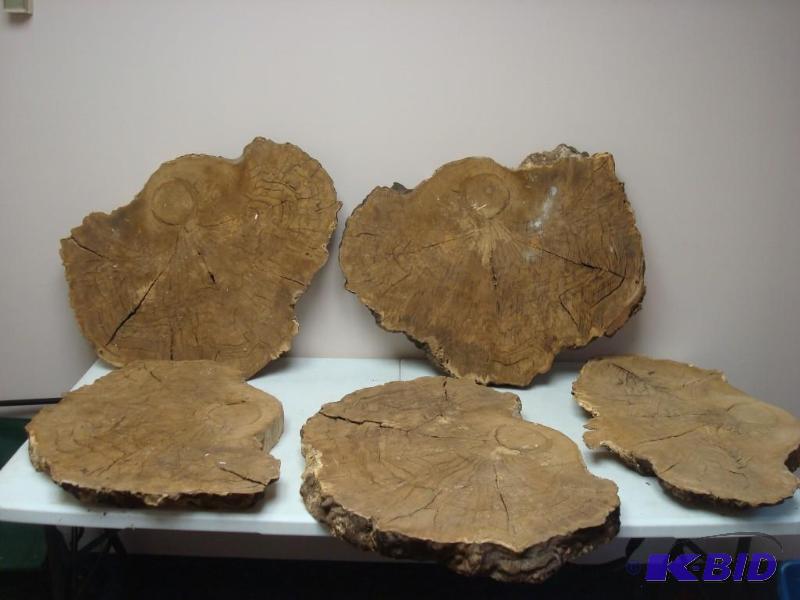 lot 23 image: Large Wood Burl Slabs ...
