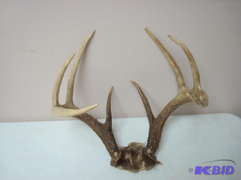 lot 52 image: 8-Point Deer Rack...