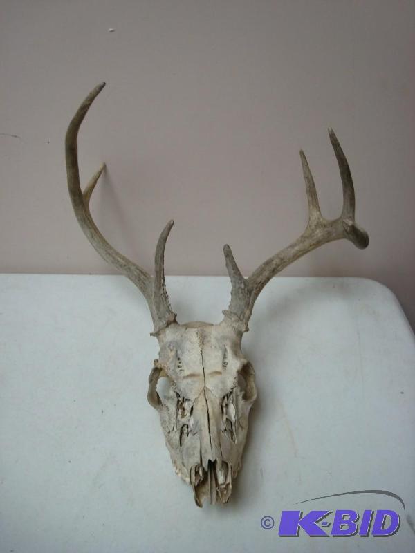 lot 53 image: Deer Rack And Skull...