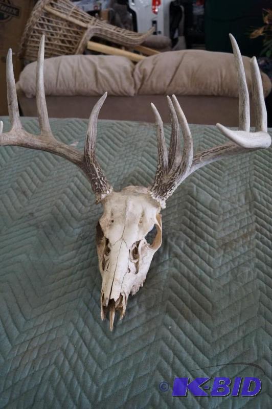 European Mount Deer Head