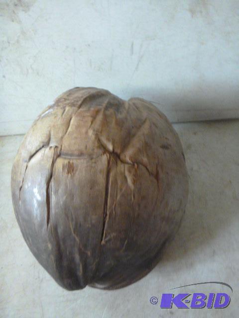 lot 37 image: Large Coconut ...