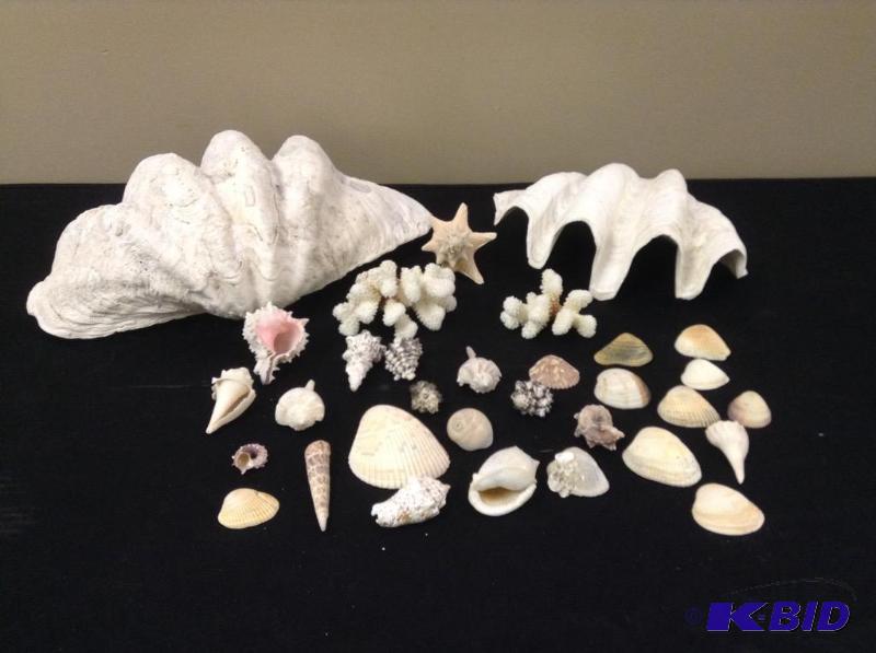 lot 16 image: Collection of Sea Shells