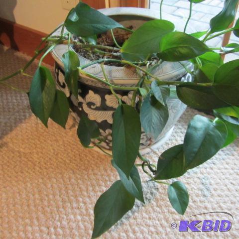 Planter & Philodendron
