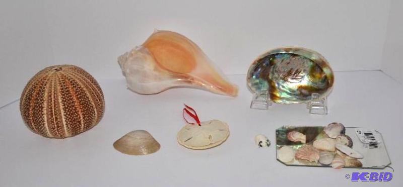 lot 47 image: Unique sea shells , the biggest is 7.5" ...