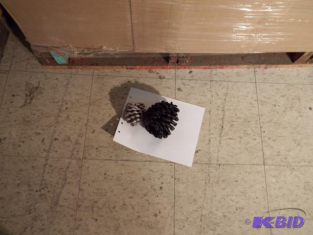 Assorted Pine Cones