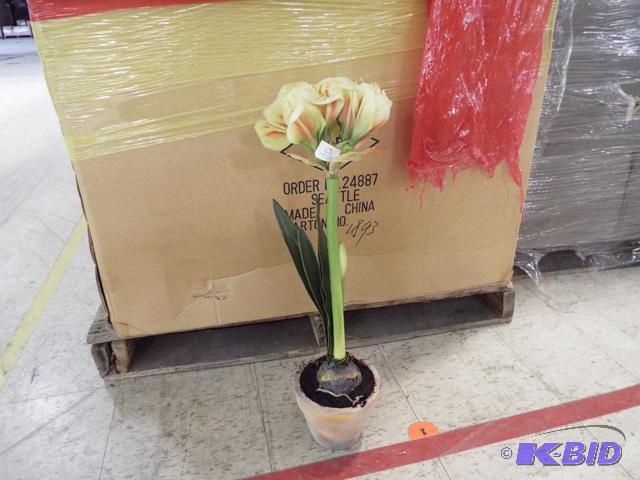 Amarylis Plant