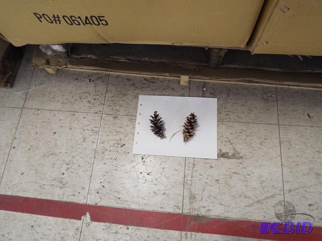 Pine Cones