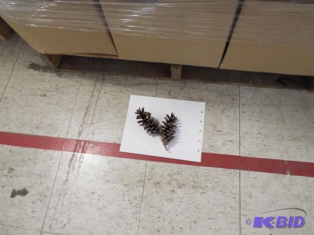 Pine Cones