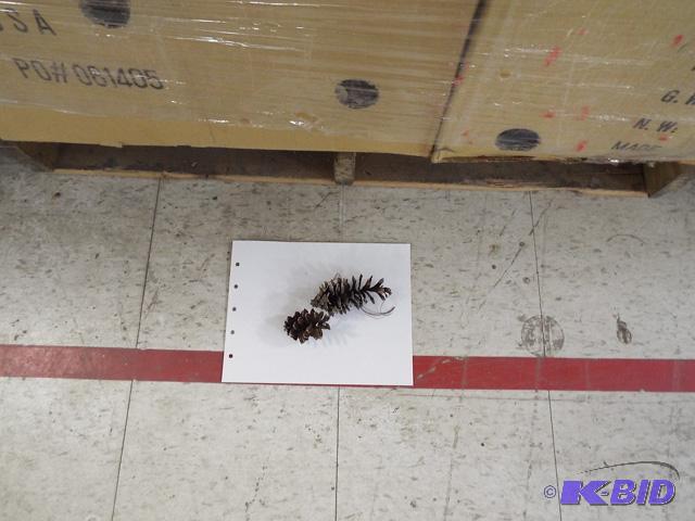 Pine Cones