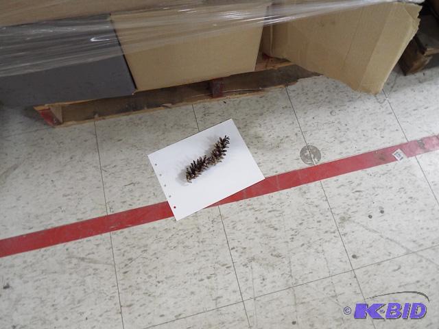 Pine Cones