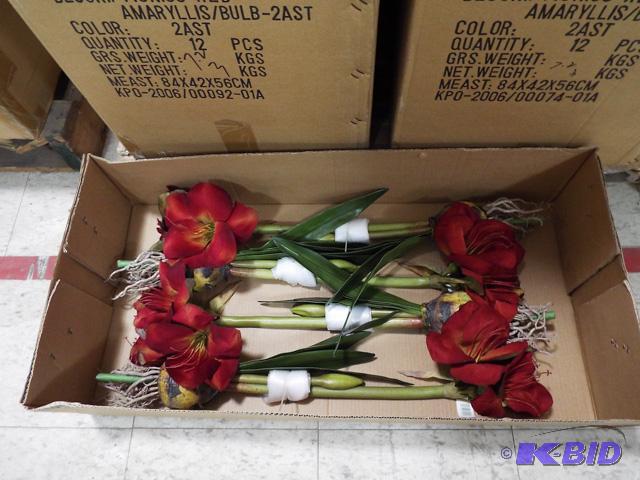 Red Amaryllis Bulb