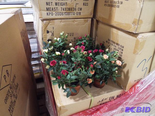 English Rose