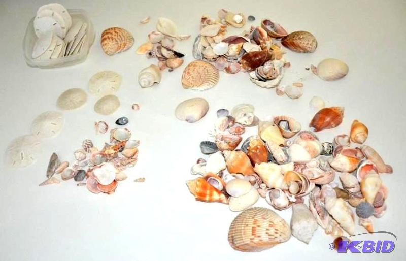 lot 145 image: Large Sea shell collection...