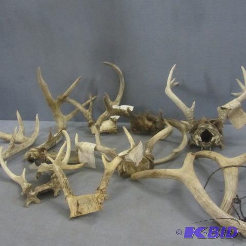 lot 165 image: Whitetail Antlers