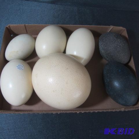lot 132 image: Ostrich & Emu Eggs