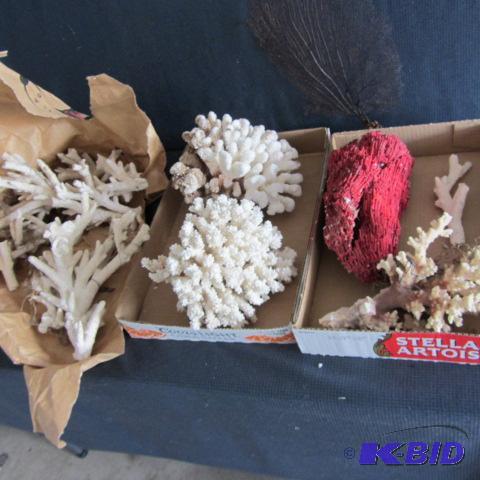 lot 452 image: Coral Pieces