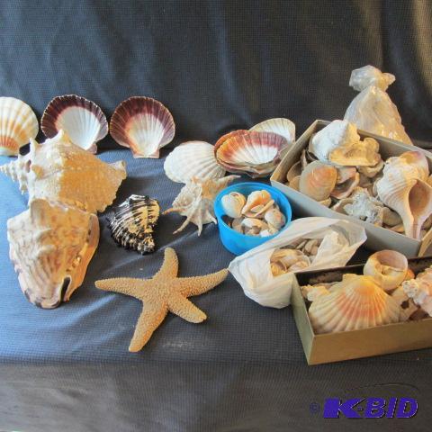 lot 56 image: Seashells, Starfish