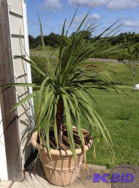 lot 3 image: Live Potted Palm Tree
