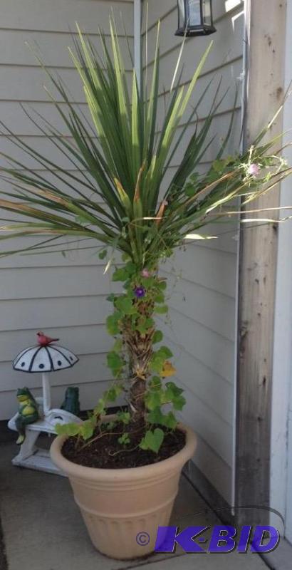 lot 4 image: Live Potted Palm Tree 2