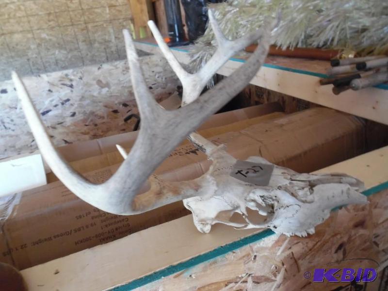 skull and antler mount