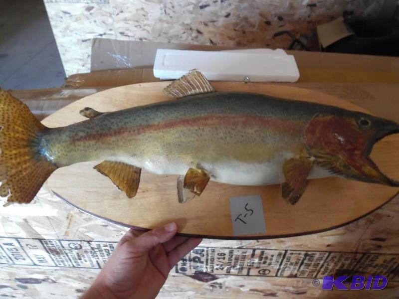 Wall mount trout