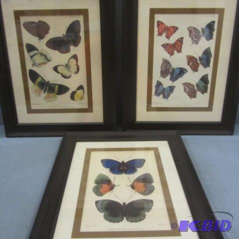 Framed Butterflies, R Rippon