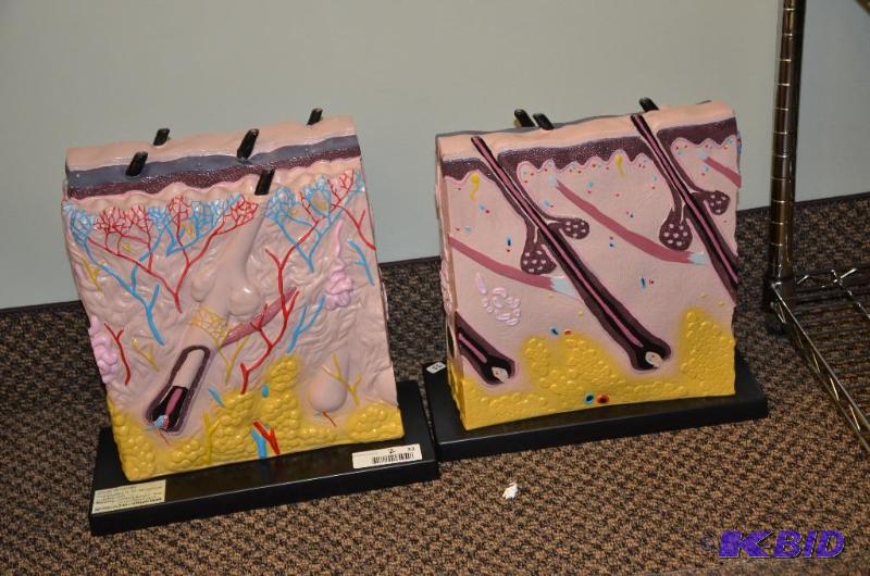 lot 33 image: 2 Large scale 3 dimensional model of the derm...