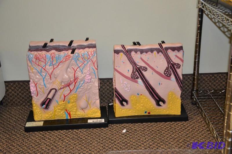 lot 34 image: 2 Large scale 3 dimensional model of the derm...