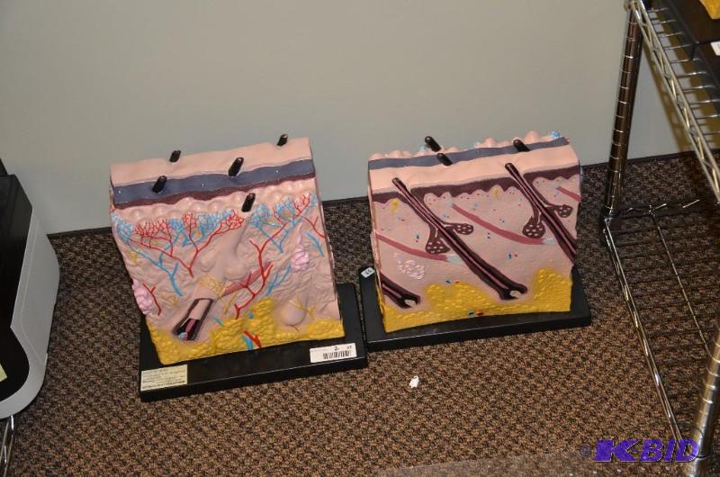 lot 36 image: 2 Large scale 3 dimensional models of the der...