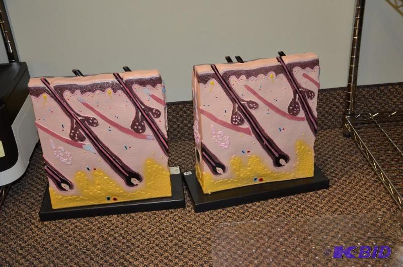 lot 38 image: 2 Large scale 3 dimensional models of the der...