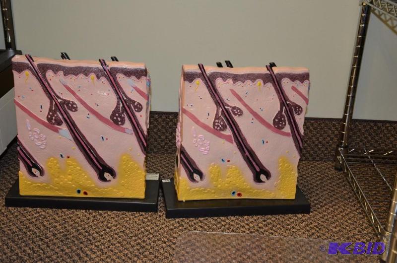 lot 39 image: 2 Large scale 3 dimensional models of the der...