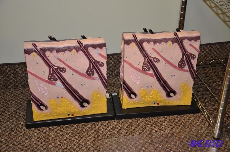 lot 41 image: 2 Large scale Model of the dermis (skin). 6&q...