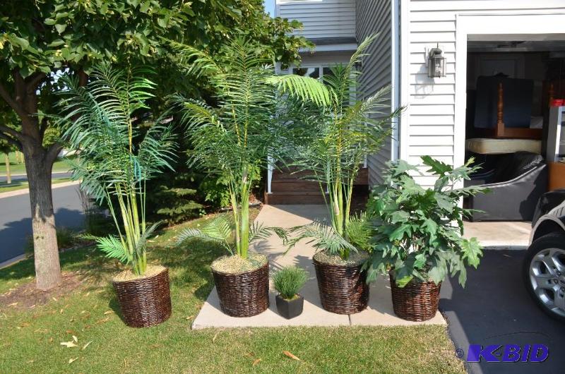 4 Plants in wicker baskets 76&quot tall 2 sm...