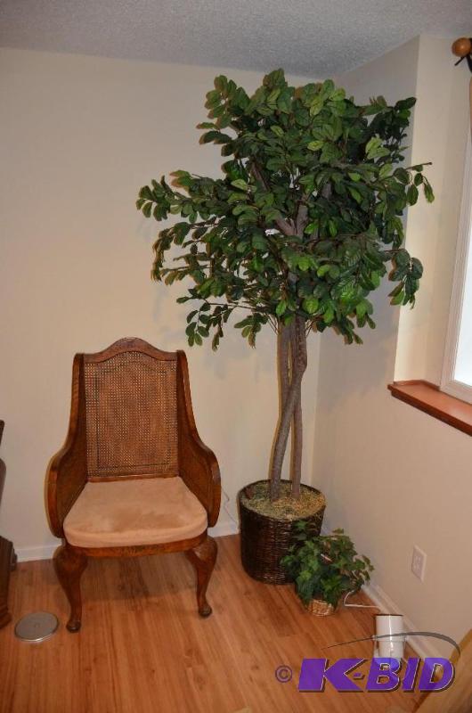One large plant and one small plant. The larg...