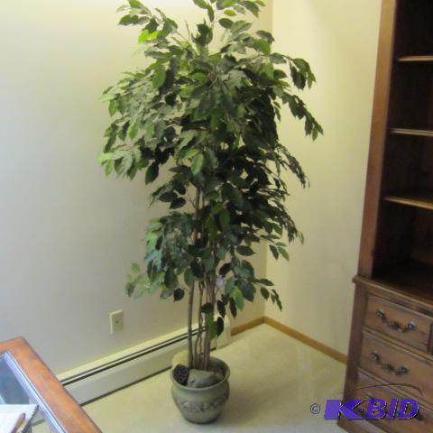 Ficus Tree, Bamboo