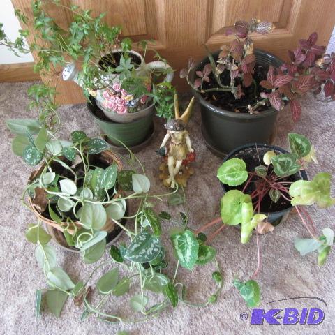 lot 294 image: House Plants, Ivy, Garden Angel