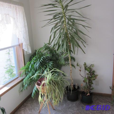 lot 295 image: House Plants, Corn, Spider