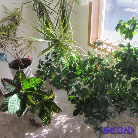 lot 296 image: House Plants