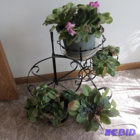 lot 297 image: African Violets, Tricycle Planter