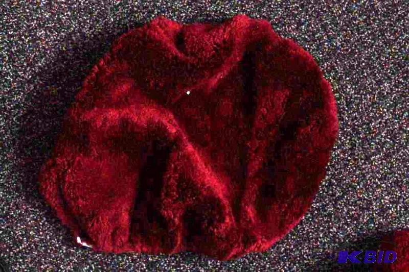 Toilet Seat Cover
