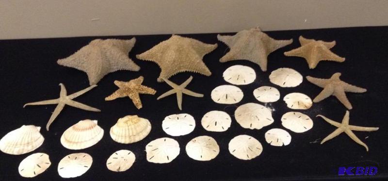 lot 146 image: Sand Dollars and Star Fish