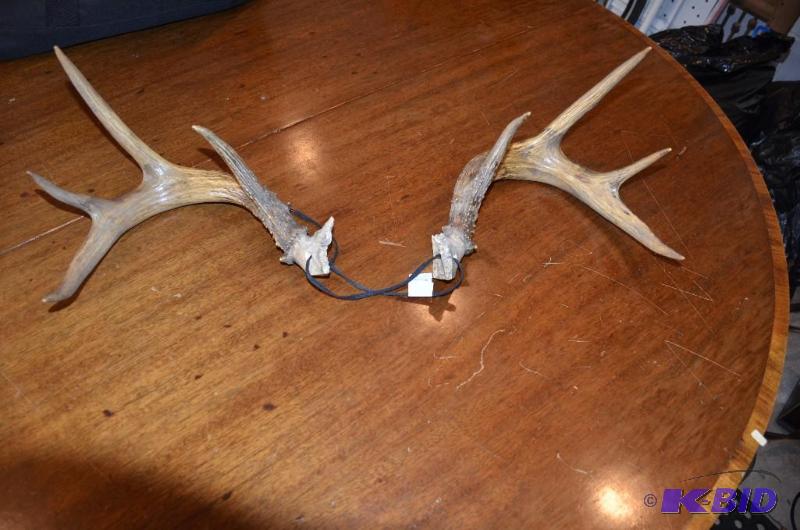 lot 113 image: 8 point whitetail buck antlers...