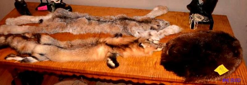lot 13 image: 2 Furs - Fox, Beaver. Purchased from a reserv...