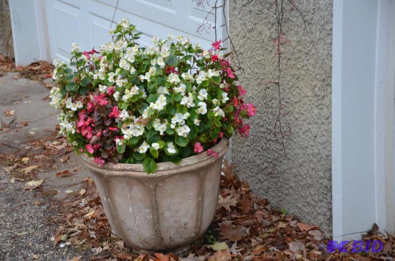 lot 189 image: 7 cement outdoor planters  pots 16-20" ...
